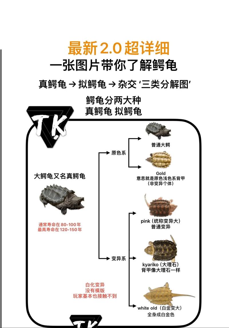 鳄龟怎么养视频教程，鳄龟怎么养视频教程大全