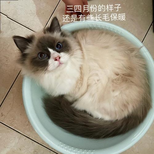 布偶猫掉毛是什么原因，布偶猫掉毛很厉害是什么原因