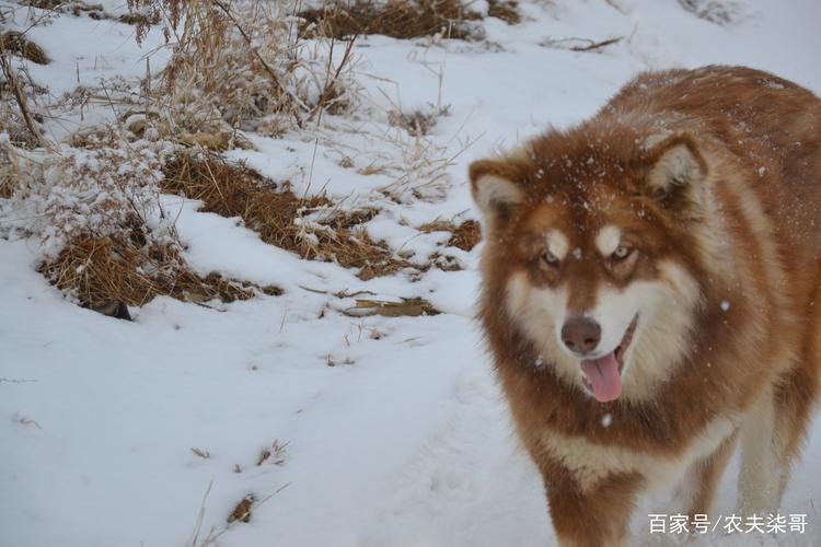 阿拉斯加犬冬天放外面养可以吗，阿拉斯加犬冬天放外面养可以吗