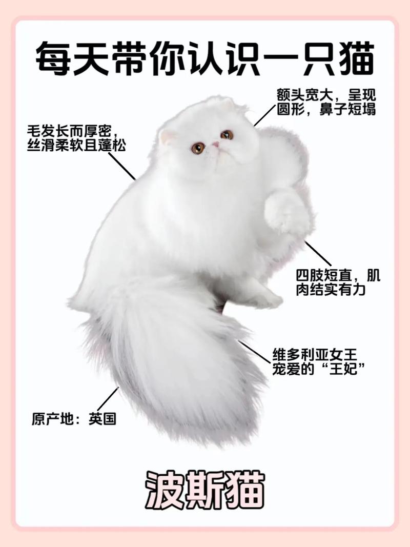 波斯猫的护理，波斯猫怎么打理