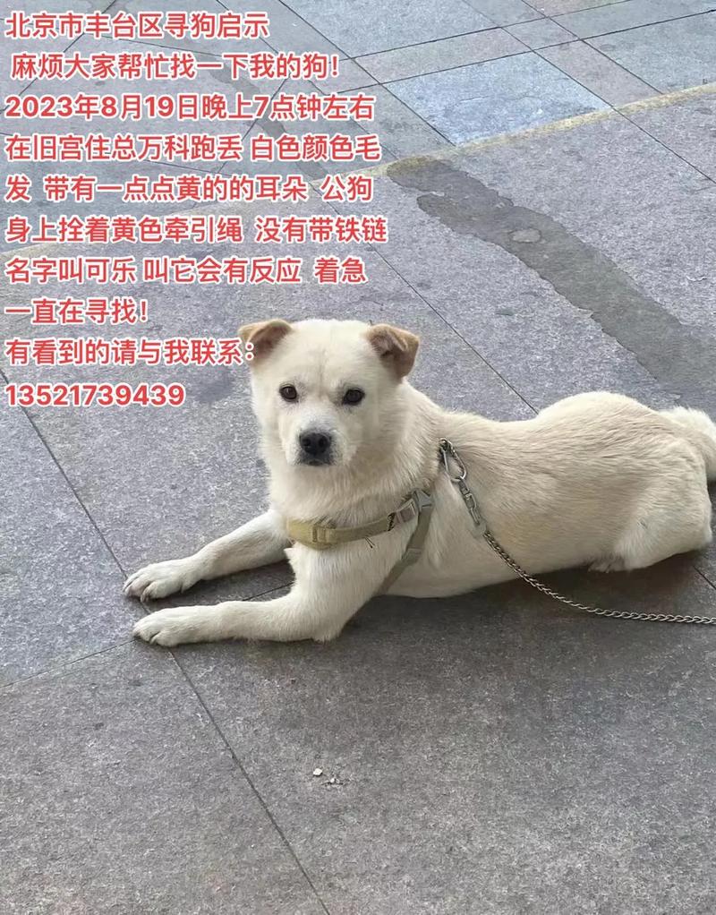 北京犬类交易市场，北京狗狗市场在哪里批发