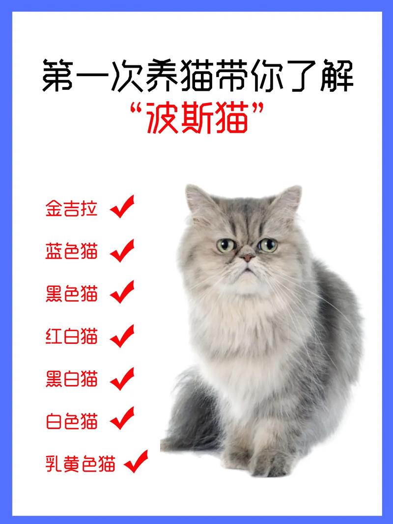 波斯猫介绍，你认识波斯猫