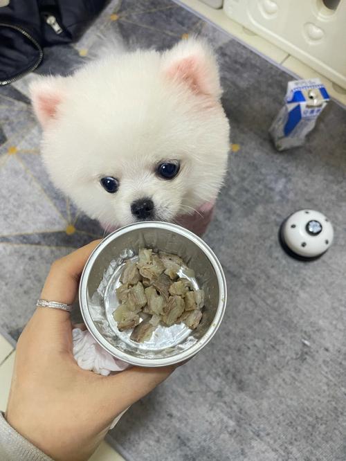 博美犬乱吃东西怎么办，博美犬乱吃东西怎么办啊