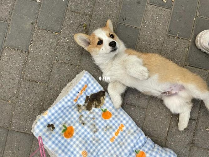 柯基犬拉的屎是稀的怎么办，柯基犬拉的屎是稀的怎么办呀