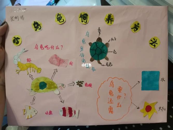 小乌龟如何养新手教学，小乌龟如何养新手教学方法