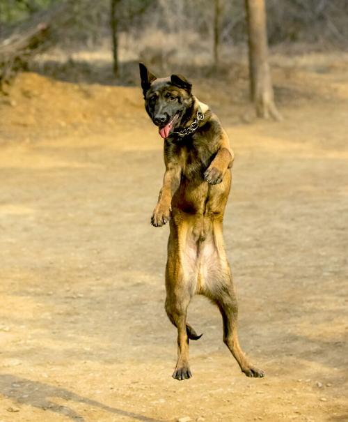 特弗伦犬和马犬的区别，比利时特弗伦犬