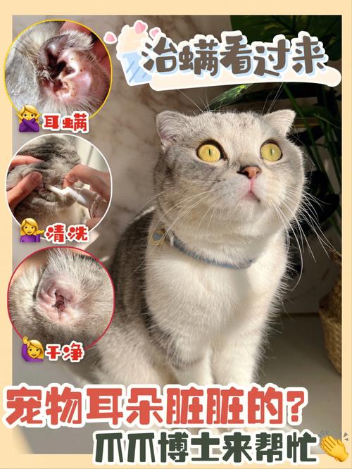 怎么给折耳猫清理耳屎，折耳猫耳屎多怎么办