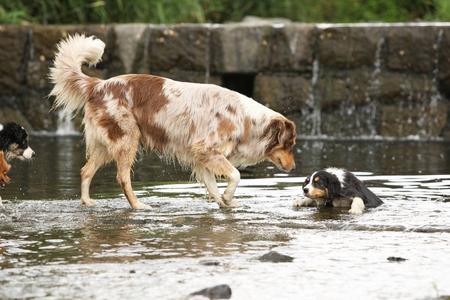 牧羊犬救6人，牧羊犬救羊视频