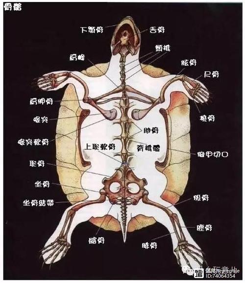 乌龟打针教程，乌龟打针教程图解