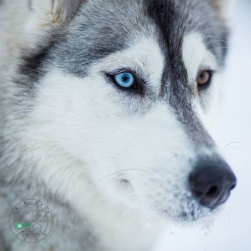 哈士奇狗狗怎么样，哈士奇犬怎么样