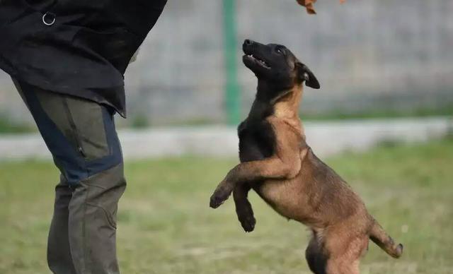 马犬幼犬期间如何训练视频，马犬幼犬怎么训练视频