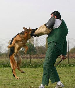 德国牧羊犬怎么训练才听话，德国牧羊犬怎么驯养