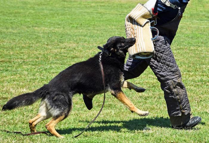 训练德国牧羊犬对陌生人有害吗，德国牧羊犬训练视频教程全集