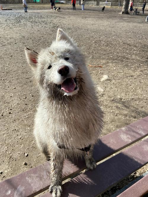 饲养萨摩耶犬的十大不良反应，养萨摩耶体验知乎