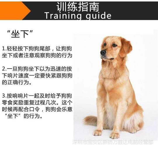 怎么训练柯基犬听话，怎样训柯基才听主人说