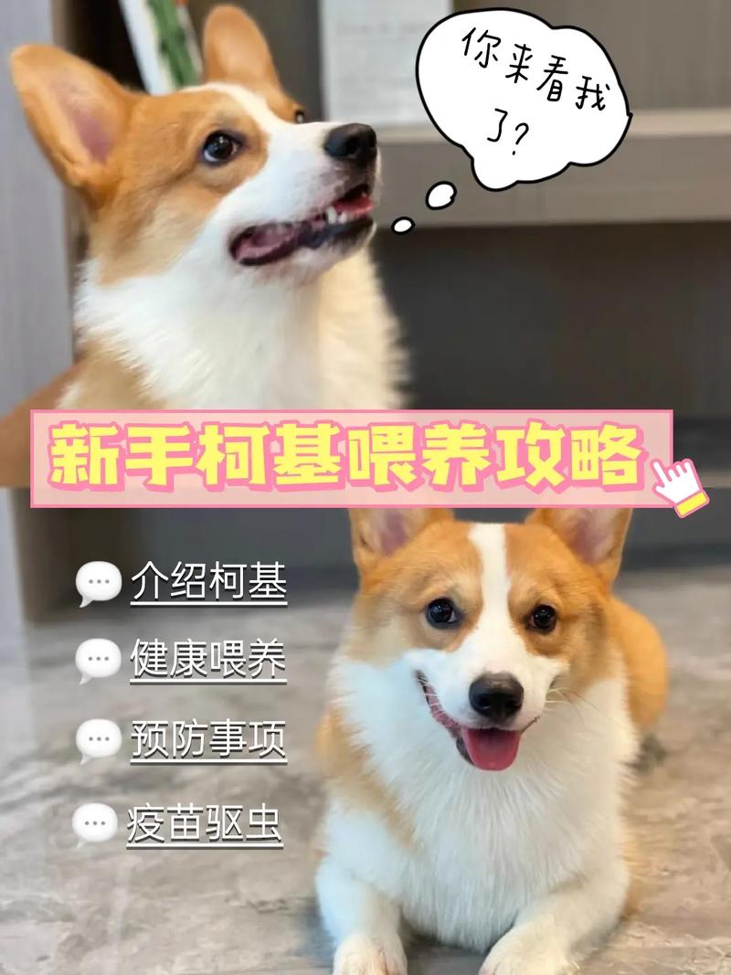 柯基饲养技巧，柯基犬养殖技术