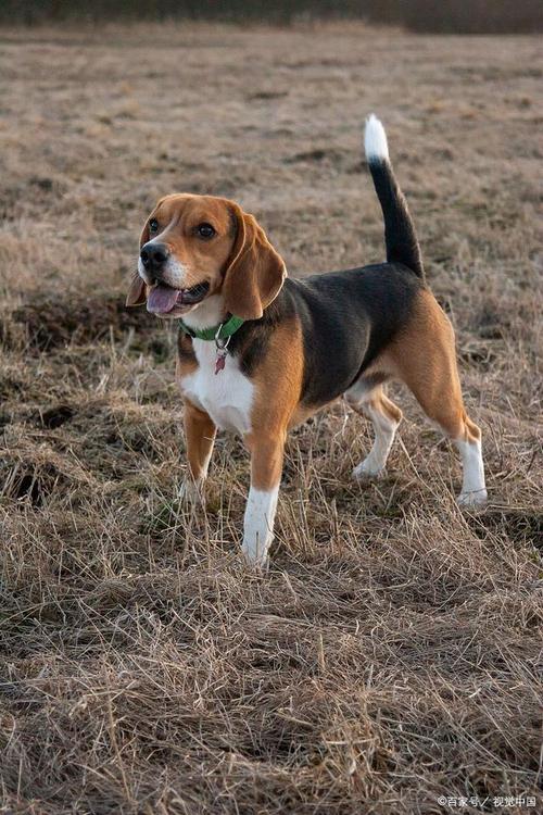 比格犬打猎怎么样，比格猎犬视频