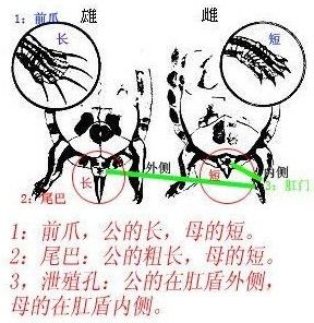 巴西乌龟怎么分公的母的，巴西龟乌龟怎么分公的母的