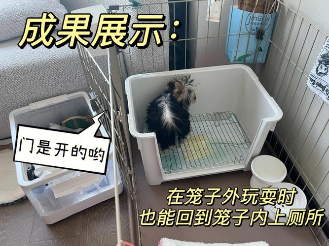 怎么训练牧羊犬让他放羊，怎样训练牧羊犬大小便