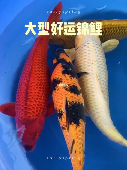 锦鲤鱼退颜色怎么办，锦鲤鱼退颜色什么原因