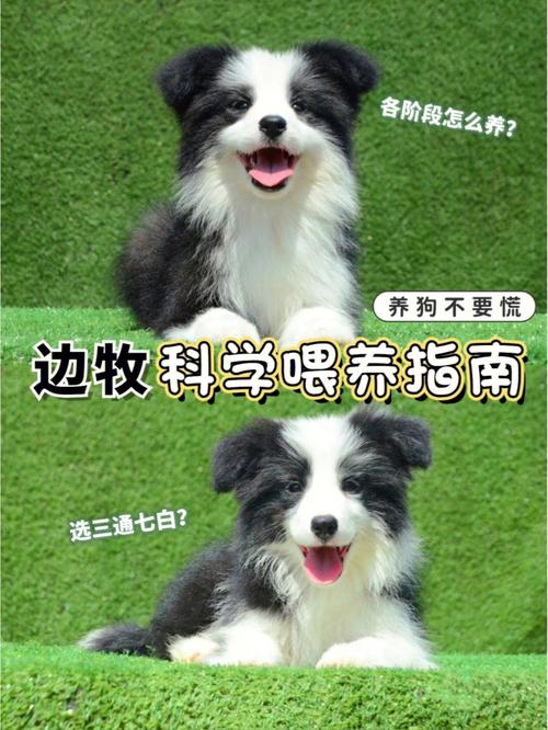 养边境牧羊犬之前注意事项，养边境牧羊犬的坏处