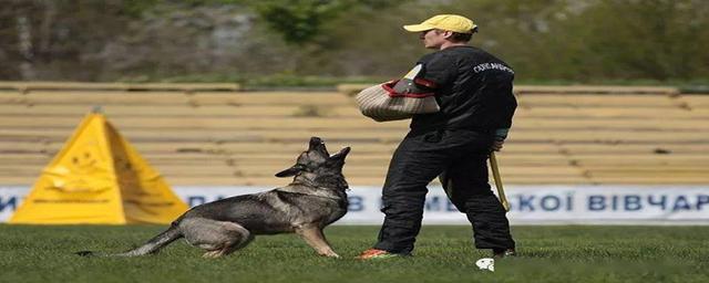 德国牧羊犬幼犬训练视频，德国牧羊犬训练方法视频