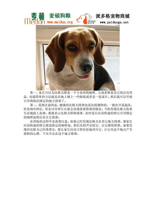 比格犬怎样训练不爱叫，比格犬怎么训练不在家大小便