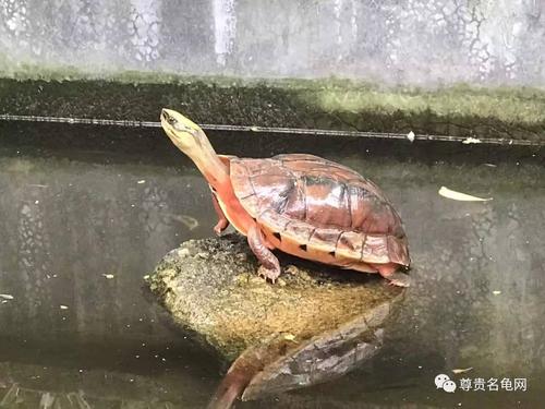 金钱龟怎样喂食，金钱龟怎么喂食