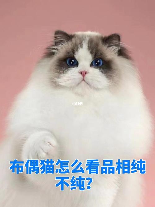 布偶猫该怎么选，布偶猫怎么选择