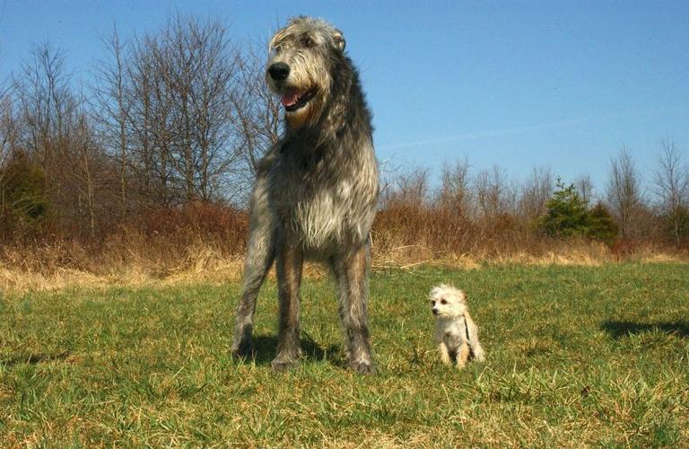 爱尔兰猎狼犬的训练方法，爱尔兰猎狼犬视频