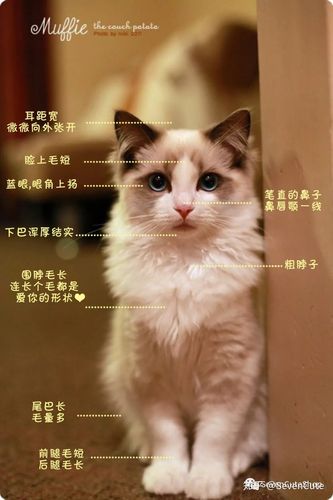 布偶猫纯不纯有什么区别，布偶纯不纯判断