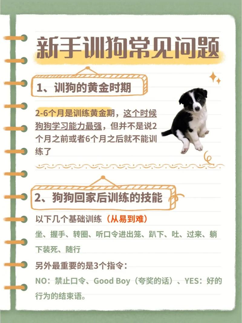 边境牧羊犬的训练方法视频，边境牧羊犬驯养教程