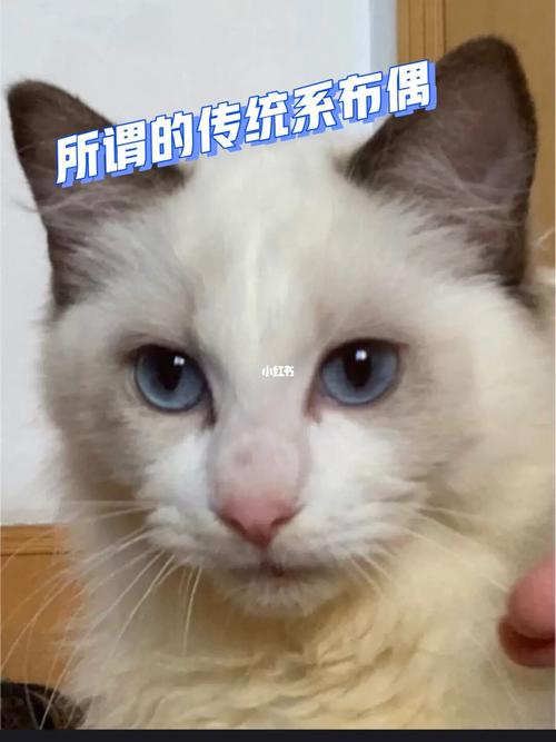 如何让布偶猫听话，如何让布偶猫听话不叫