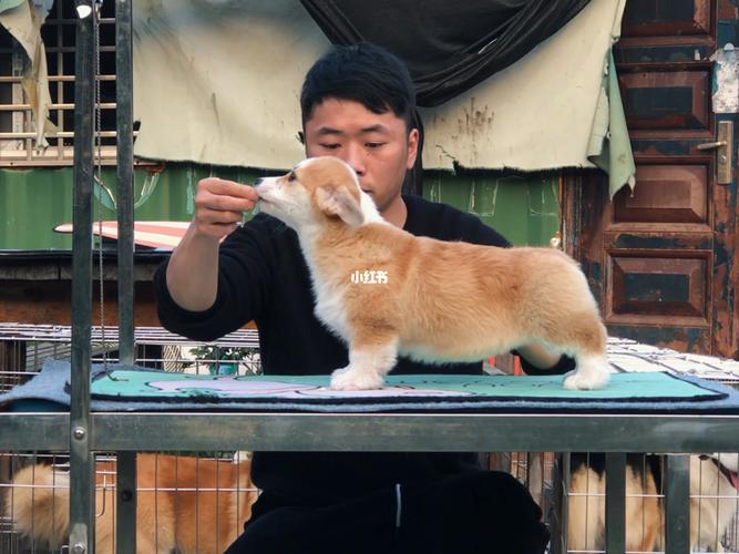 怎么训练柯基犬不呲牙，如何训练柯基犬不乱叫