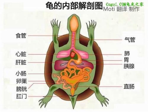 乌龟的内脏结构，乌龟内脏解剖图