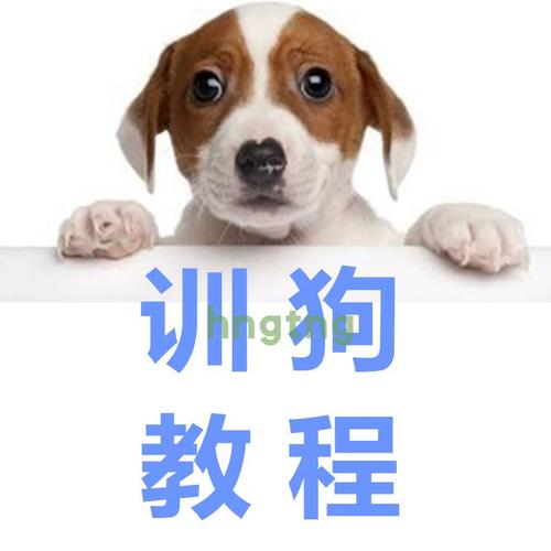 拉布拉多犬训练方法视频，拉布拉多犬怎样训犬视频