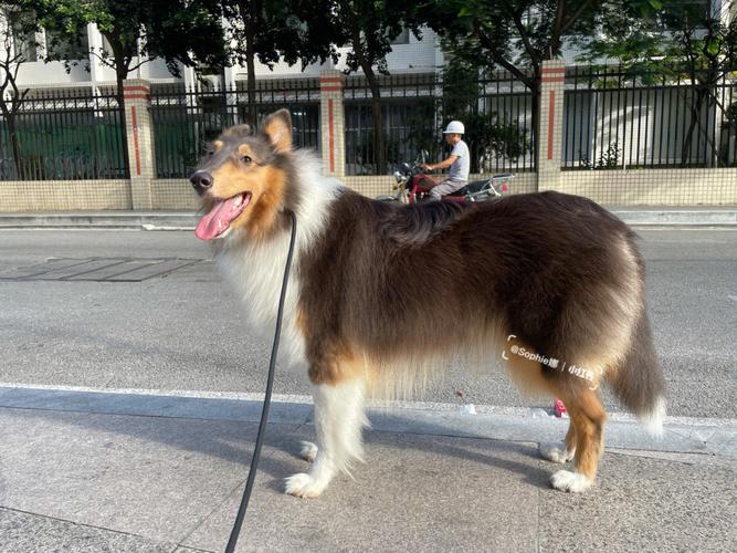 苏格兰牧羊犬活多久，苏格兰牧羊犬能长几个月