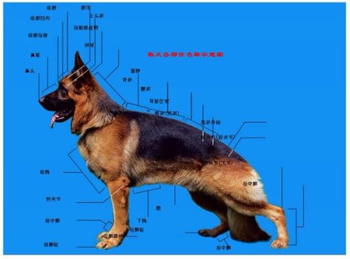 怎样正确的挑选德国牧羊犬，德国牧羊犬怎么看品相好不好