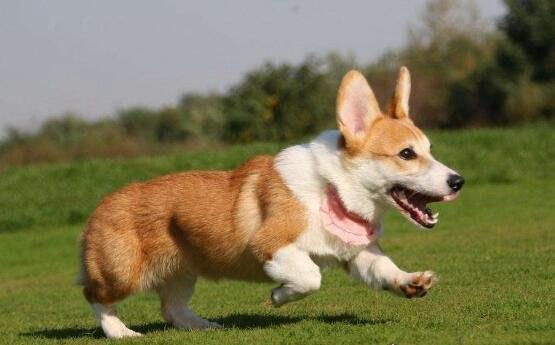 柯基犬训练的最佳时间是几月份，柯基犬什么时候开始训练最好