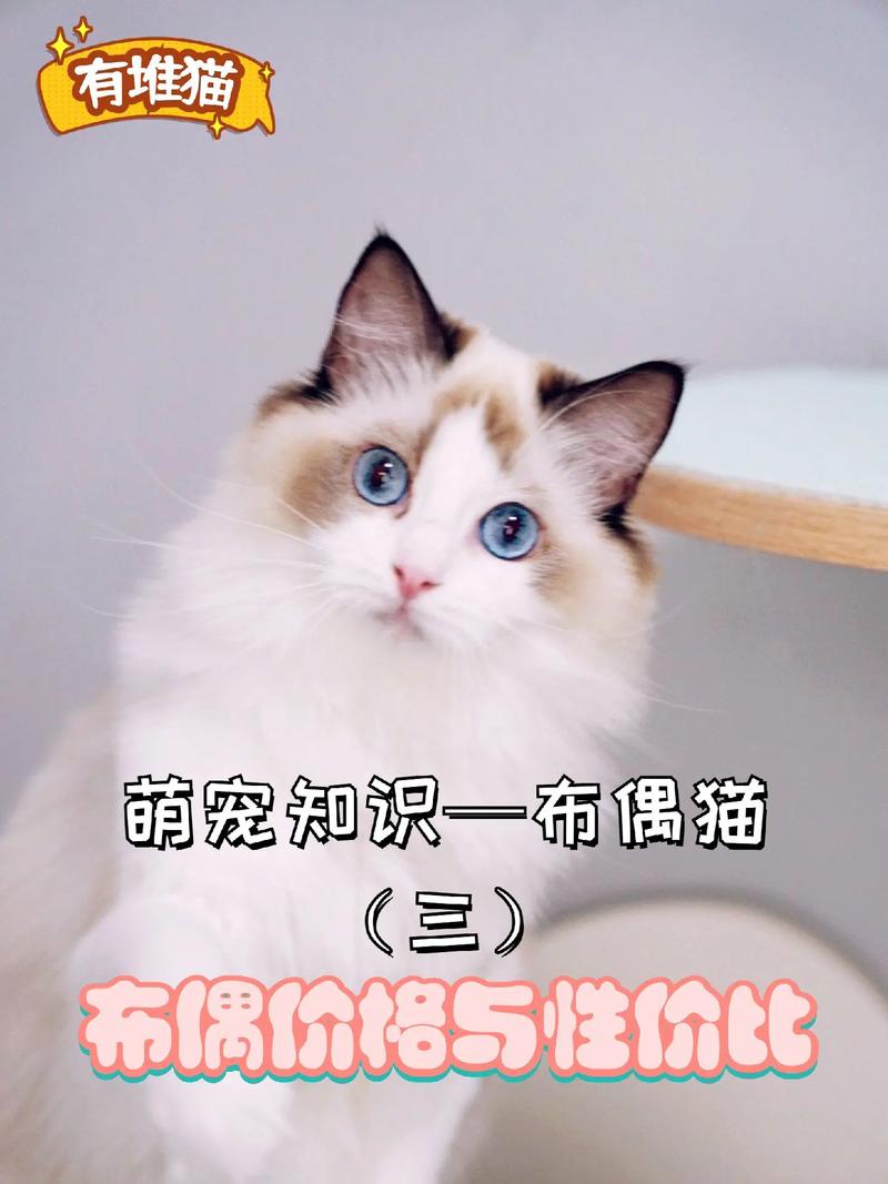 如何训练布偶猫，如何训练布偶猫粘人