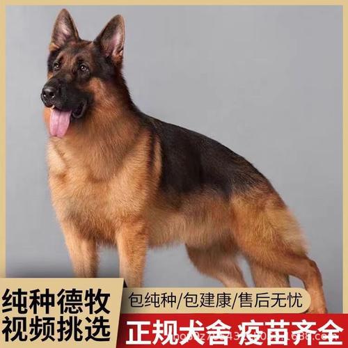 德国牧羊犬价格大全，德国牧羊犬现在大概市场价多少钱一只