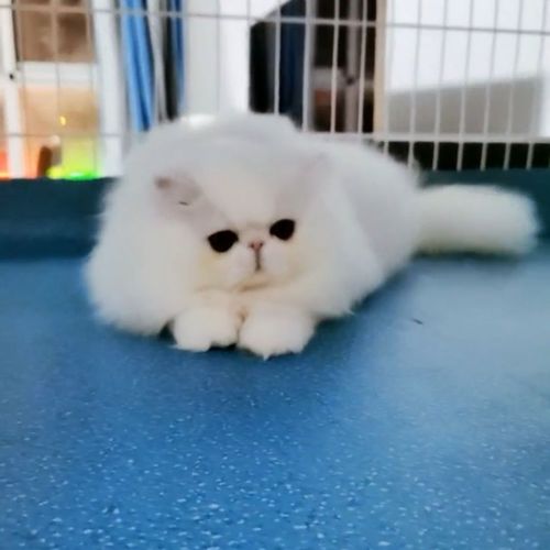 波斯猫怎么养才能养活，波斯猫幼猫怎么养