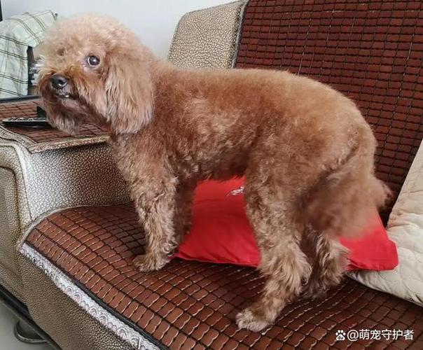 泰迪犬该怎么养，泰迪犬该怎么养才听话