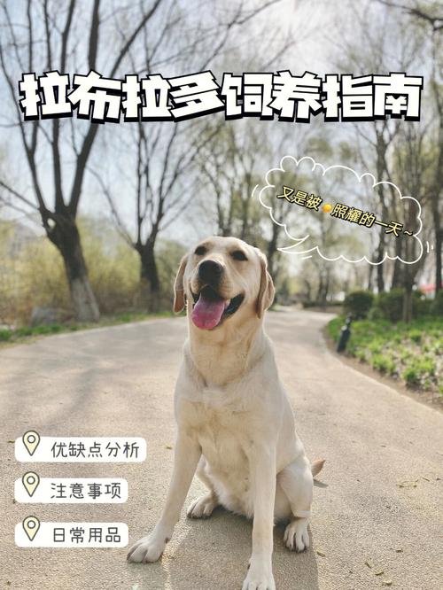 拉布拉多犬幼犬如何护主人，拉布拉多怎么训练护主