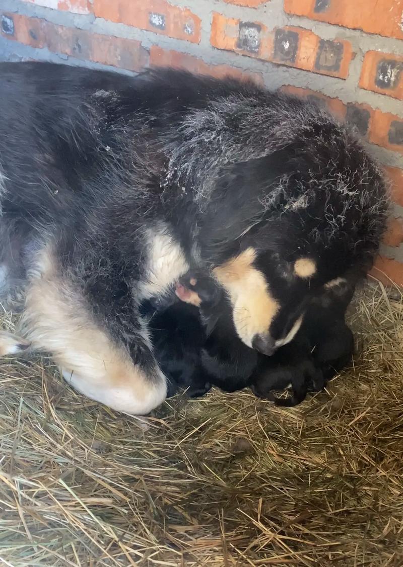 蒙古牧羊犬幼犬图片，蒙古牧羊犬幼犬特征