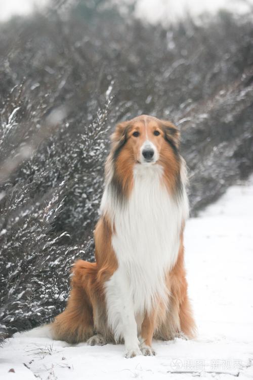 苏格兰猎兔犬图片，苏格兰犬图片大全