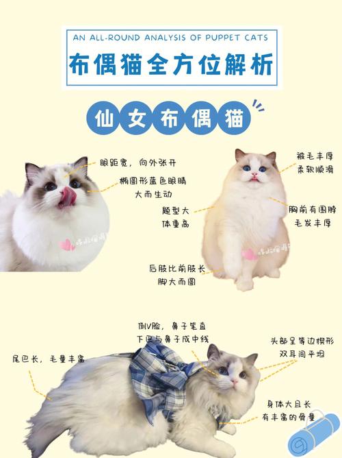 布偶猫驯养攻略，训布偶猫