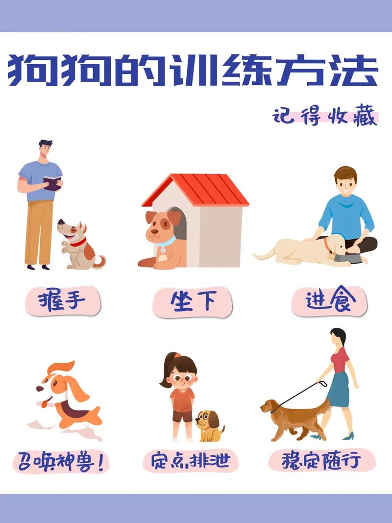 怎样训练秋田犬的技能及养护常识，怎样训练秋田犬的技能及养护常识视频