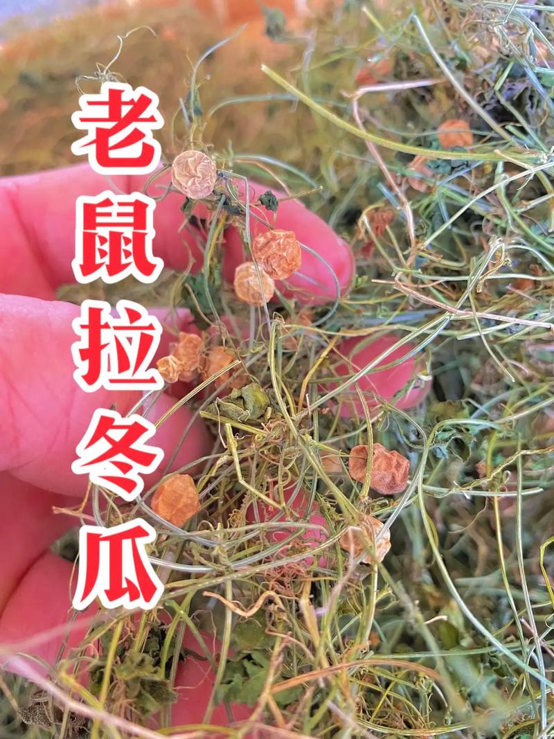 老鼠拉冬瓜的作用及禁忌，老鼠拉冬瓜有什么作用