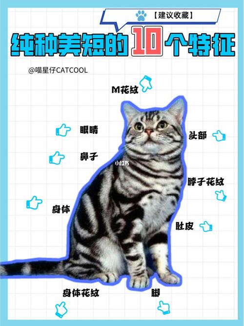 虎斑猫怎么看品相图解，虎斑猫怎么看纯不纯图片